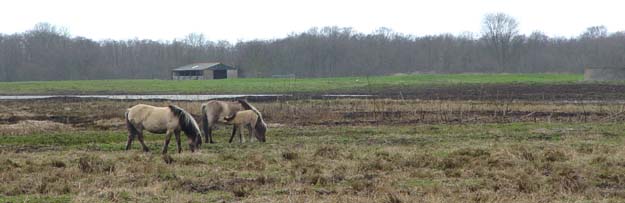 Konikpaarden bij de Ackerdijkse plassen